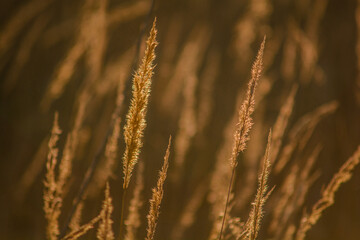 Fototapeta premium Ears of wheat at early dawn close-up, during golden hour