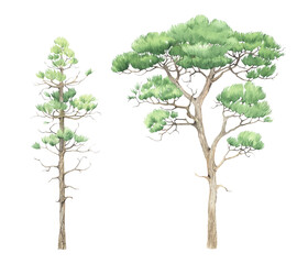 Set of beautiful pine trees, watercolor isolated illustration, wildlife symbol, environment and ecology.