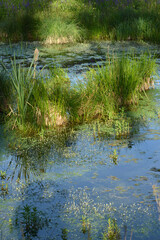 Steife Segge, Carex elata