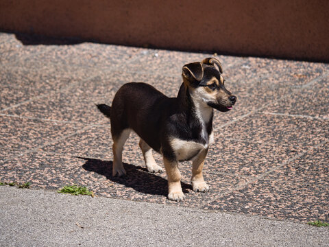 adorable cute dog puppy . Croatian small breed dog called međi ( Croatian translation: " mali međimurski pas " )