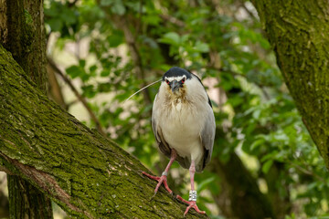 Black-crowned night heron perched in a tree in Amsterdam zoo