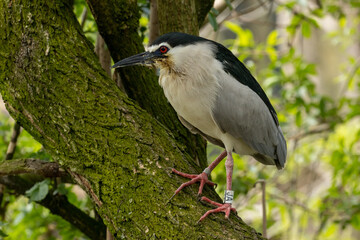 Black-crowned night heron perched in a tree in Amsterdam zoo