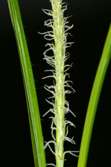 Behaarte-Segge, Carex hirta