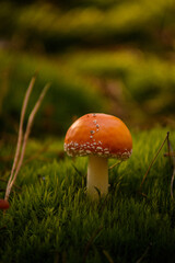 fly agaric with a red cap and white splashes close-up, which grows on green grass in the forest