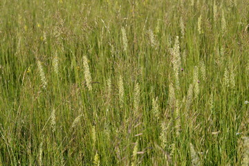 Echte Wiesenhafer, Helictochloa pratensis L.