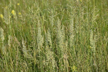 Echte Wiesenhafer, Helictochloa pratensis L.