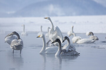 swans on the lake