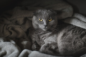 Noble proud purebred  cat lying on a couch. The Scottish Fold Shorthair with blue gray fur, with copyspace for your individual text. Lazy cat lies in a cozy soft plaid