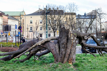 KRAKOW, POLAND - MARCH 29, 2023: Old broken tree in Krakow, Poland.