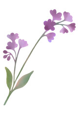 Obraz na płótnie Canvas purple flower watercolor