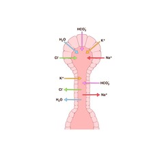 physiological process of the composition of human saliva