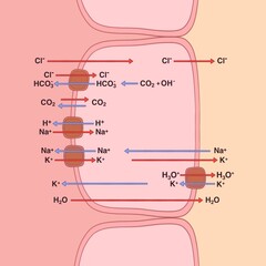 Acid secretion in the stomach is mediated by parietal cells, molecular mechanisms
