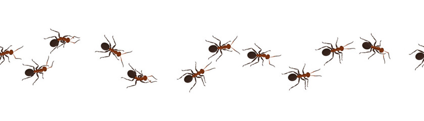 Crawling ants. Bugs marching at wall. Insect workers. Line trail. Termites group row walking to home. Pests in path. Small arthropod animals chain. Vector current isolated illustration