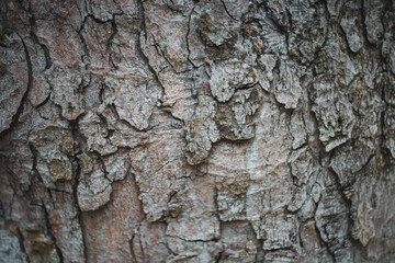 Tree bark structure. 
close-up shot of tree bark
