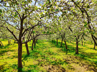 Fototapeta na wymiar Blooming apple trees in a plantation near Nava vilage, Comarca de la Sidra, Asturias, Spain