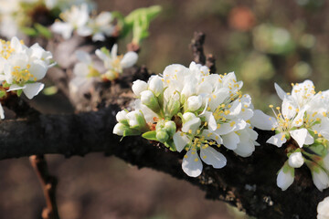 Branch of a blossoming plum tree with white flowers