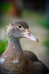 Duck. Farm with goose, wings, beak, poultry egg. Hens duckling village household. Avifauna concept. High quality photo