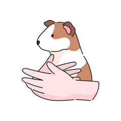 Funny guinea pig on hands. Care about domestic rodent animal.