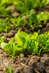 lettuce growing in a greenhouse, vegetarian food, healthy food.