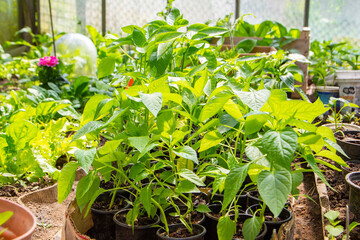 seedlings growing in a greenhouse, vegetarian food, healthy food.