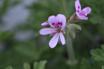 Fototapeta premium close up of a pink flower