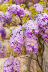 Wisteria or Glicine or Glycine, flowering plants in the legume family, light violet color, shade of purple. Close-up.