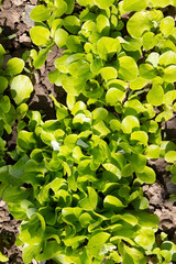 lettuce growing in a greenhouse, vegetarian food, healthy food.