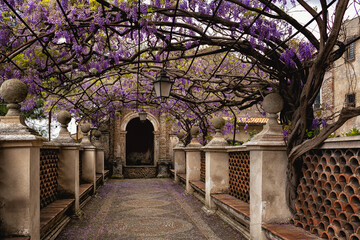 Path through a beautiful Wisteria tunnel in italian park gardens. Purple pink plant cascading from...