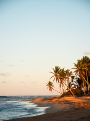 A tropical beach in the Caribbean at sunset with coconut palm trees. The sunlight is shining on the trees next to the orange sandy beach with waves crashing on the shoreline in the Dominican Republic.