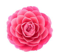 Pink Camellia  flower