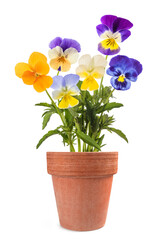 Pansy flowers mix