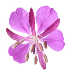 Willow Herb flower head