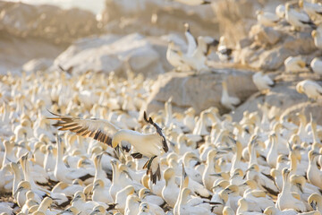 Close up image of a Cape Gannet bird in a big gannet colony on the west coast of South Africa