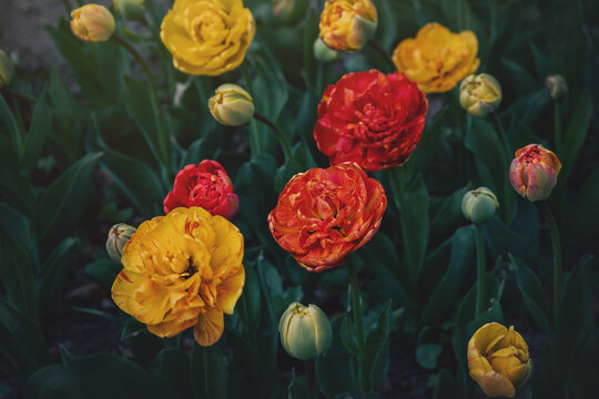 Red and yellow tulips. Floral background, red, orange and yellow tulips on a background of green leaves. Selective focus. Beautiful floral wallpaper.