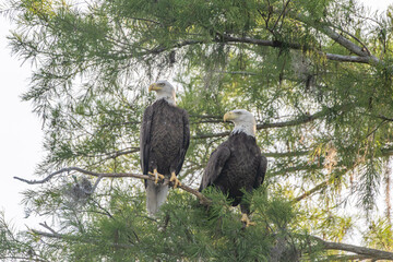 bald eagles