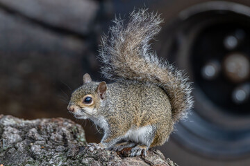 squirrel