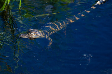 alligator youth