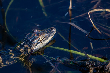 alligator youth