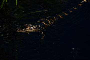 alligator youth