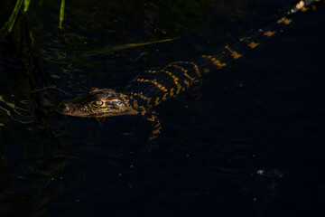alligator youth