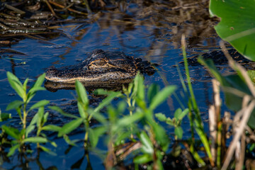 alligator youth