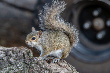squirrel