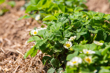 strawberries are blooming in the garden. healthy fruits