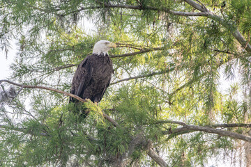 bald eagles