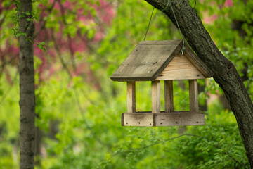 bird feeder hanging on a branch in spring