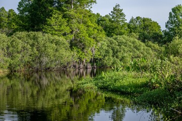 cypress swamp