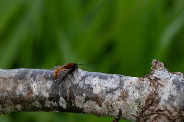 Andrena fulva - Tawny Mining Bee - Abeille rousse