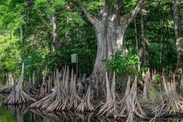 cypress swamp