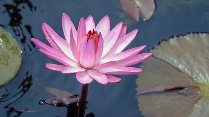 Seerosenteich © C. Schüßler