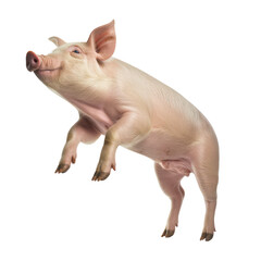 pig with happy face isolated on white background